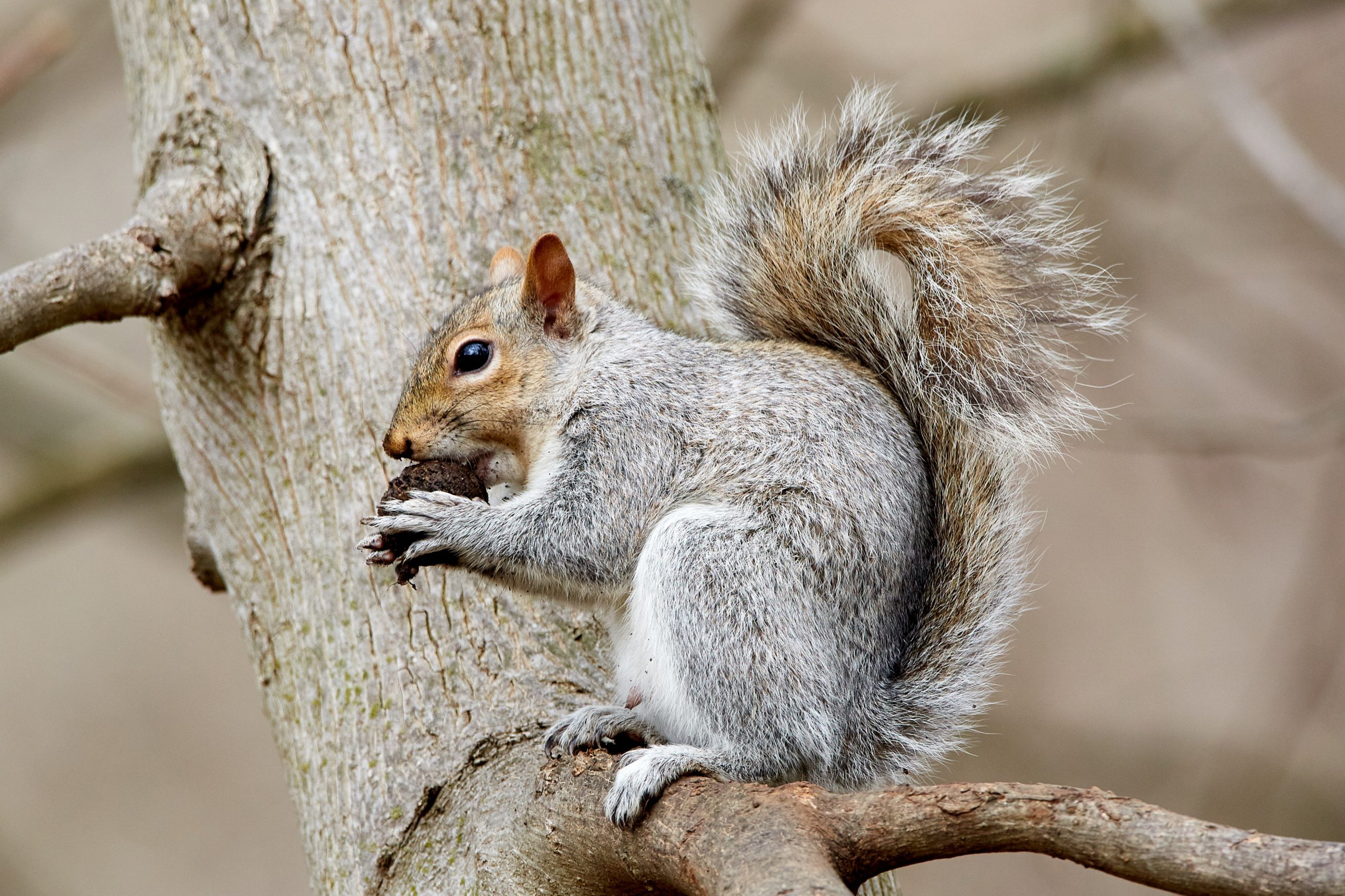 Feed your squirrel: How storytelling to one client makes your brand universally loveable